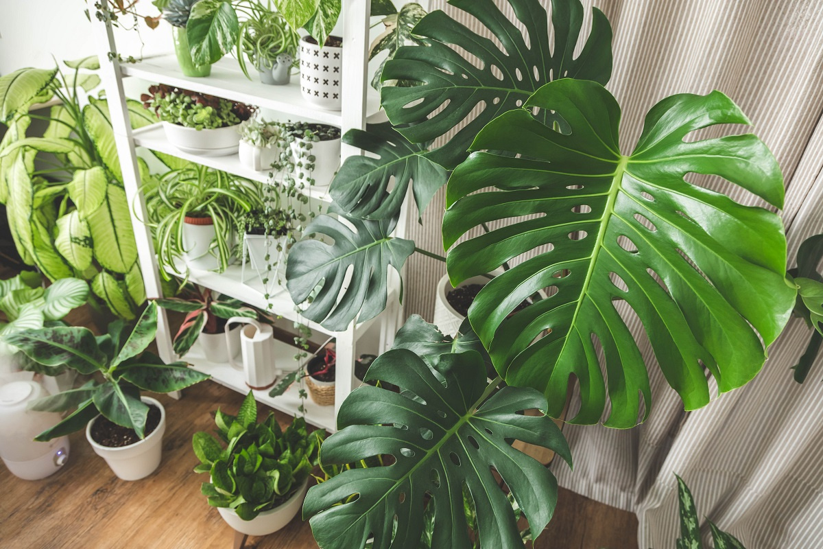 monstera 100 cm Monstera Deliciosa Swiss Cheese Indoor Plant – Plant Shop AE