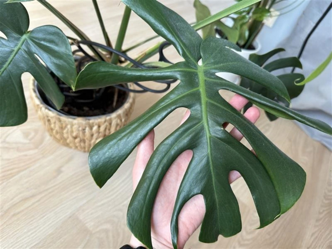 Paradoks mieszkania", czyli dlaczego monstera ma zwinite licie? W 1  sposb moesz jej pomc - Story.pl