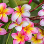 plumeria