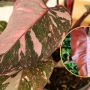 filodendron