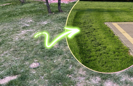 trawnik domowy sposób nawóz