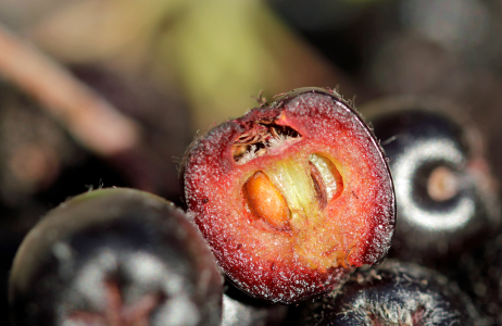 aronia