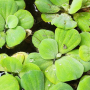 pistia