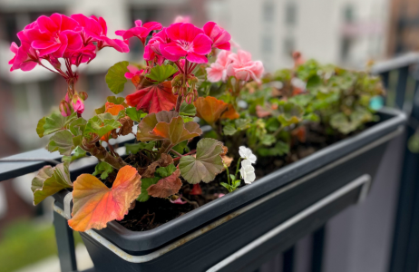 pelargonie