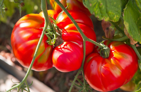 domowy nawóz pomidory