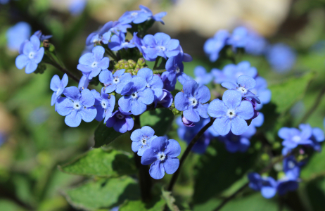 brunnera