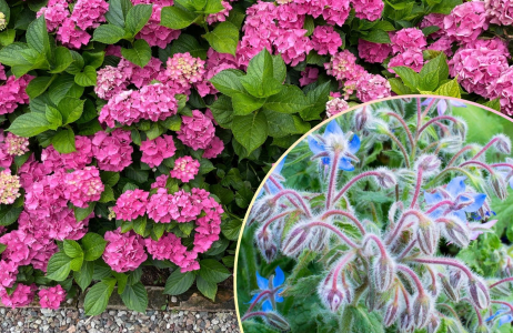 hortensje ogórecznik nawóz