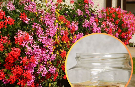 domowy nawóz pelargonie