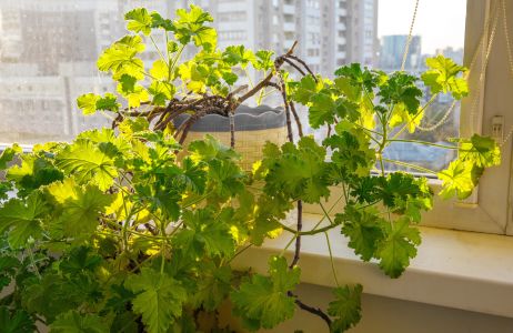 geranium