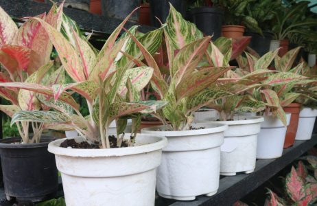Aglaonema