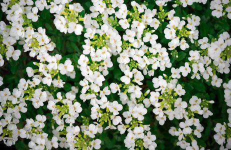 lobelia