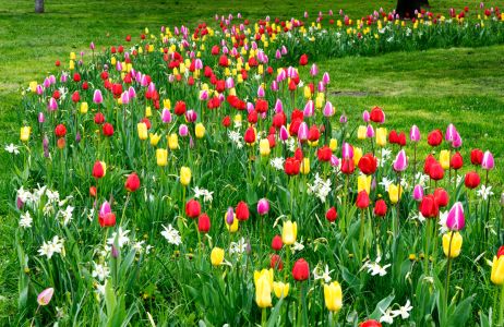 tulipany