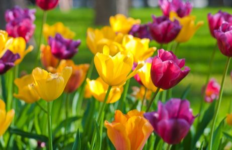 tulipan
