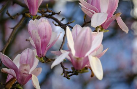 Magnolie