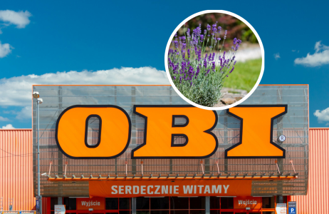 Obi
