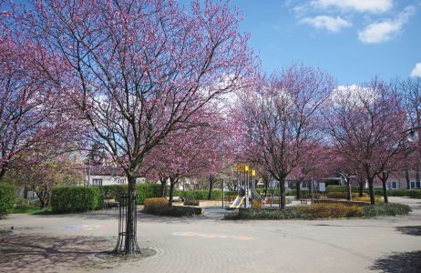 Sakura w Warszawie
