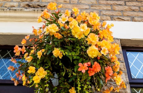 begonia zwisająca