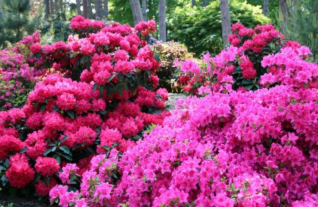 rododendron