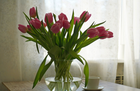 tulipany cięte