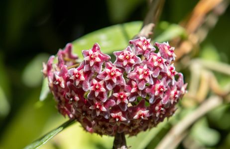 Hoja