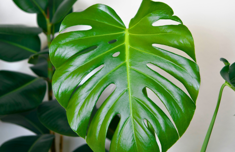 monstera