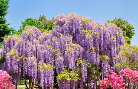 wisteria