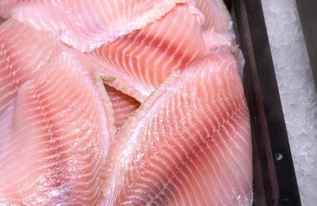 tilapia ryba