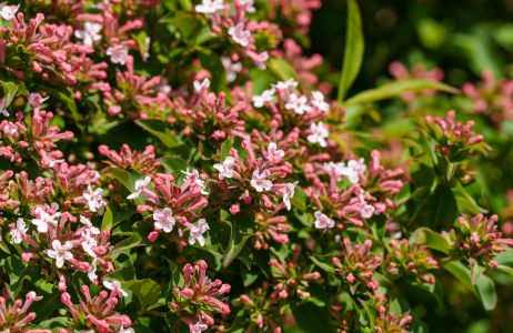 abelia