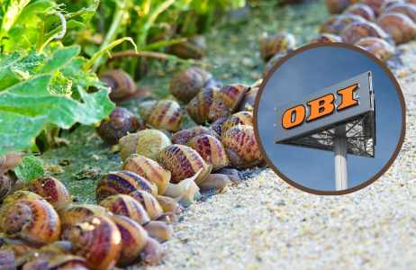 obi ślimaki