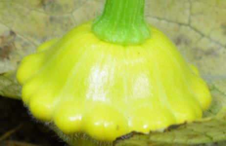 patisony