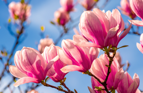 magnolie