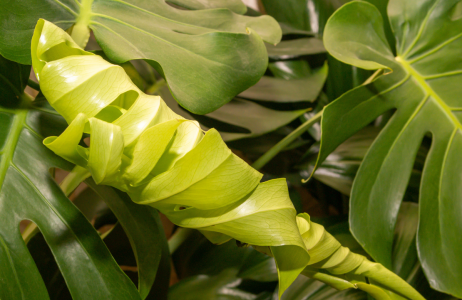 monstera