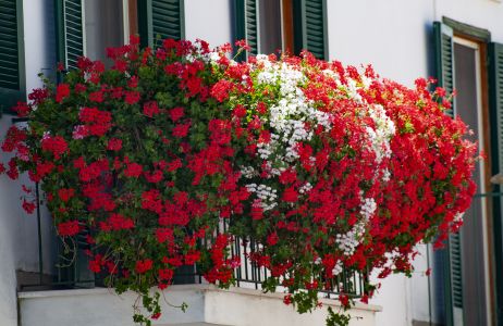 pelargonie