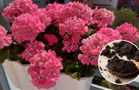 pelargonie nazwóz z fusów