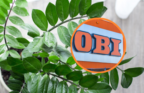 obi