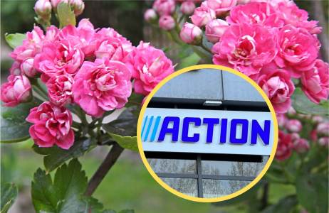 Action