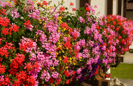 pelargonie