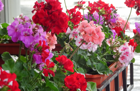 pelargonie