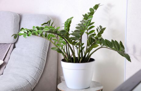 zamioculcas