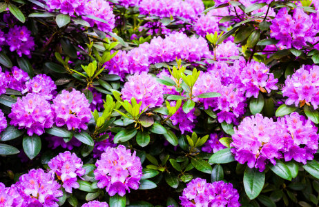 rododendron