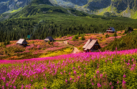 tatry wierzbówka