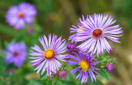 aster