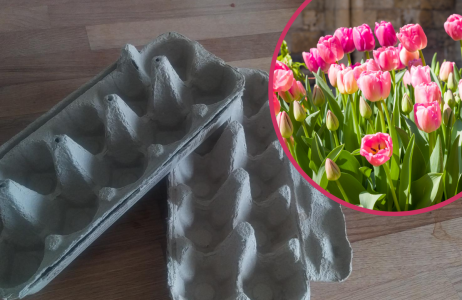 tulipany