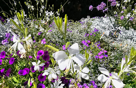 gaura biała