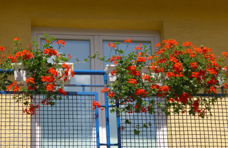 pelargonie