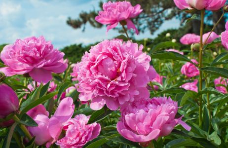 peonie