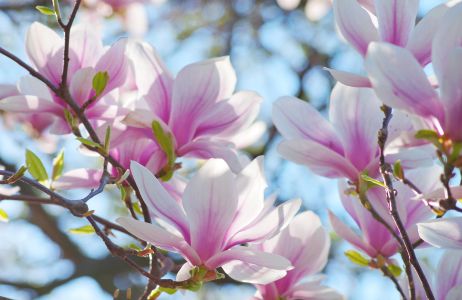 magnolie