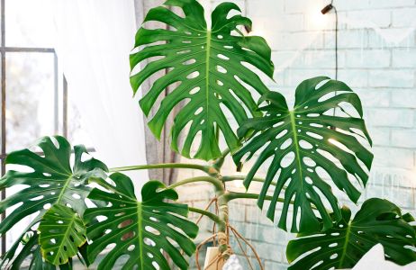 monstera