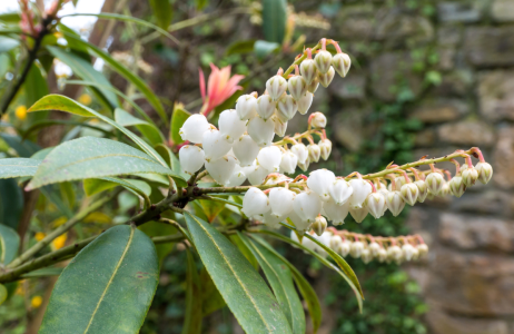 pieris