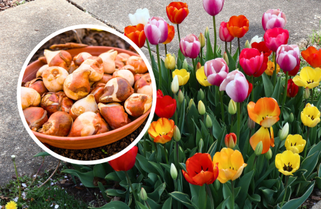 tulipany